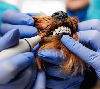 Hinesville Dog Dentist
