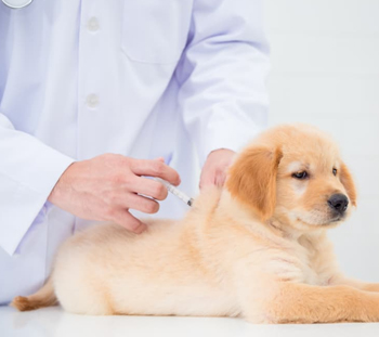 Dog Vaccinations in Newton