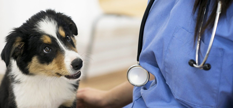 animal hospital nutritional guidance in Pittsburg