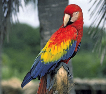 Bird Vet in Peachtree Corners