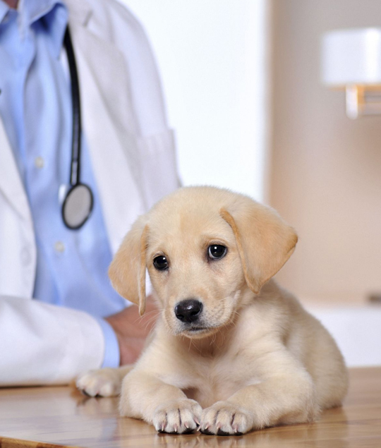 best Mission veterinarian clinic