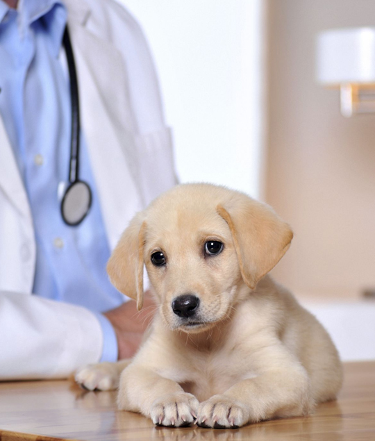 best veterinarian clinic