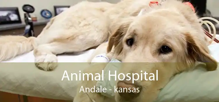 Animal Hospital Andale - kansas