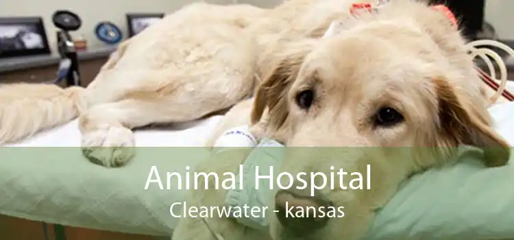 Animal Hospital Clearwater - kansas
