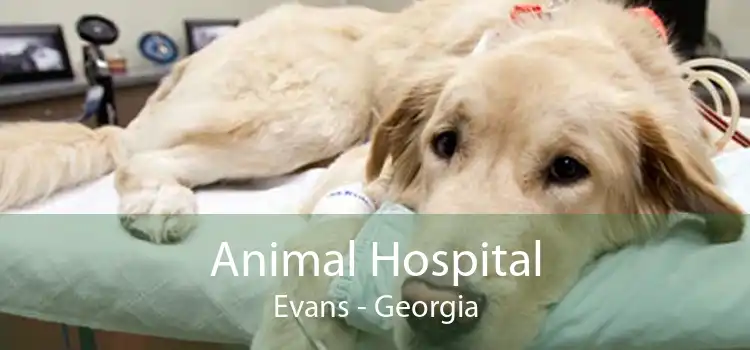 Animal Hospital Evans - Georgia