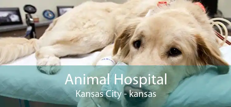 Animal Hospital Kansas City - kansas