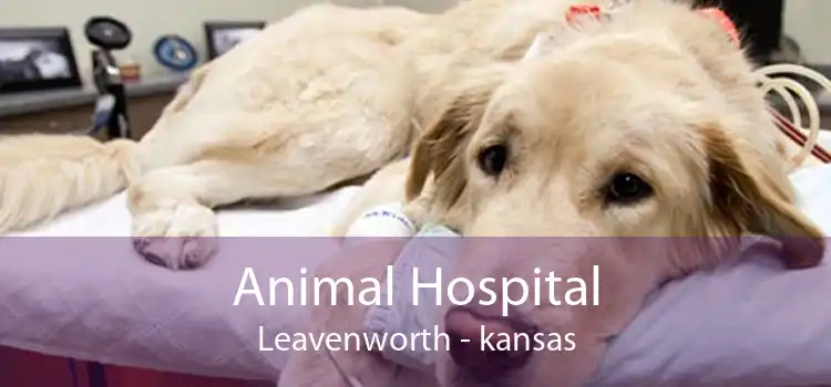 Animal Hospital Leavenworth - kansas