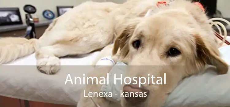 Animal Hospital Lenexa - kansas