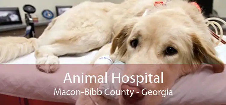 Animal Hospital Macon-Bibb County - Georgia