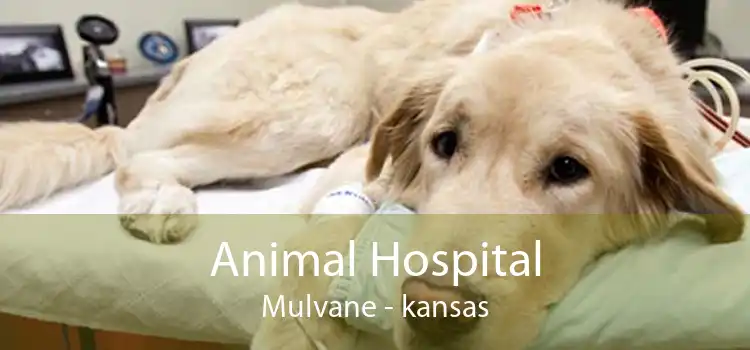 Animal Hospital Mulvane - kansas