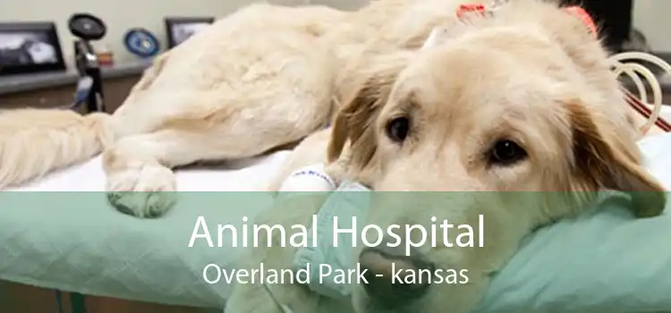 Animal Hospital Overland Park - kansas