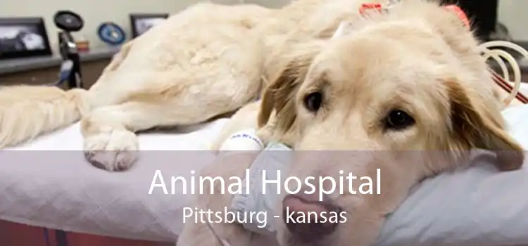 Animal Hospital Pittsburg - kansas