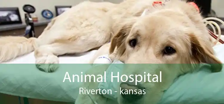 Animal Hospital Riverton - kansas