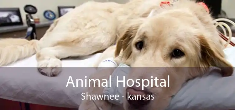 Animal Hospital Shawnee - kansas