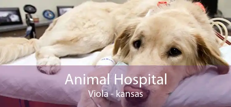 Animal Hospital Viola - kansas