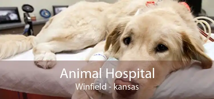 Animal Hospital Winfield - kansas