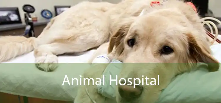 Animal Hospital 