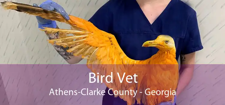Bird Vet Athens-Clarke County - Georgia
