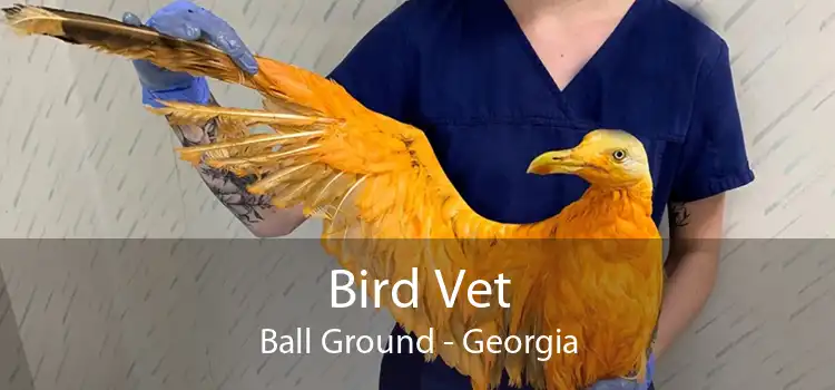 Bird Vet Ball Ground - Georgia