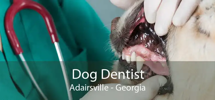 Dog Dentist Adairsville - Georgia