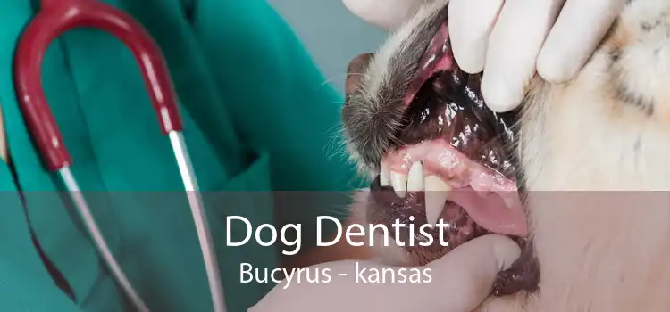 Dog Dentist Bucyrus - kansas
