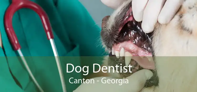Dog Dentist Canton - Georgia