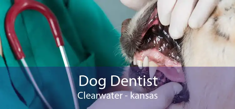 Dog Dentist Clearwater - kansas