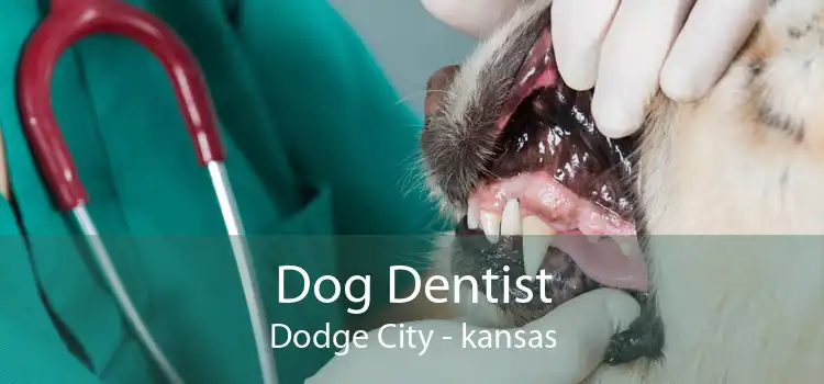 Dog Dentist Dodge City - kansas