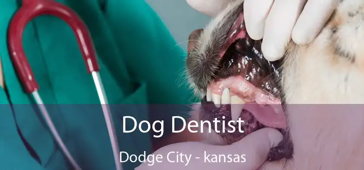 Dog Dentist Dodge City - kansas