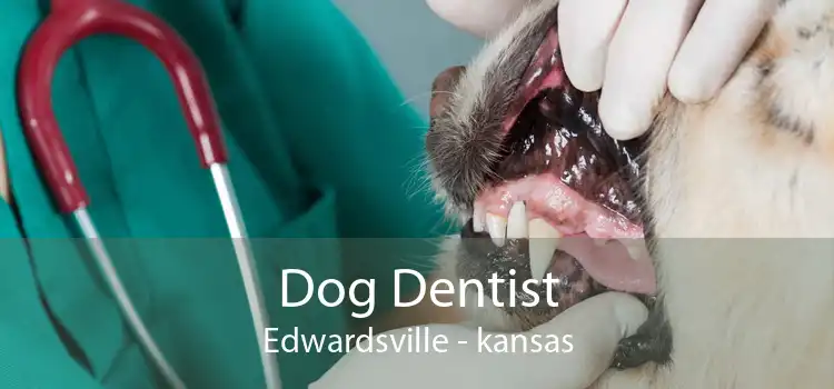 Dog Dentist Edwardsville - kansas