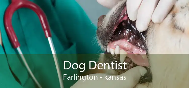 Dog Dentist Farlington - kansas