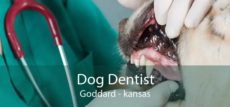 Dog Dentist Goddard - kansas