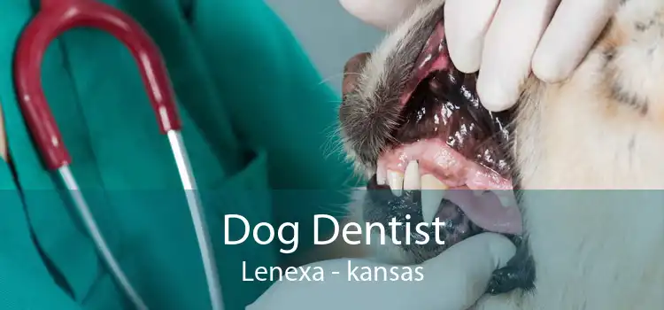 Dog Dentist Lenexa - kansas