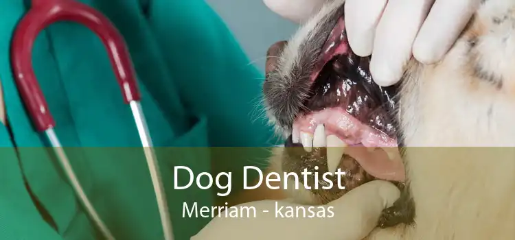 Dog Dentist Merriam - kansas