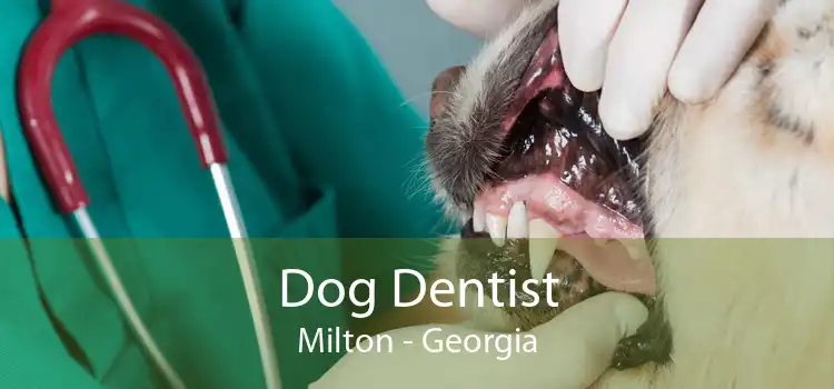 Dog Dentist Milton - Georgia