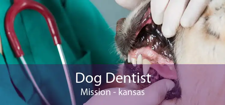 Dog Dentist Mission - kansas