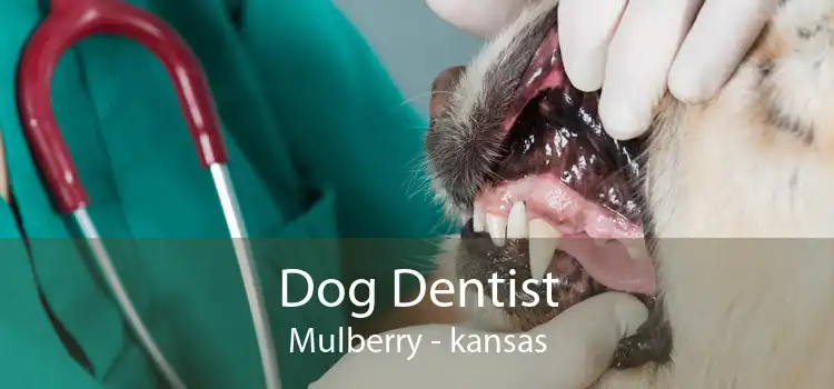 Dog Dentist Mulberry - kansas