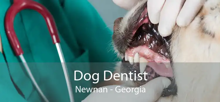 Dog Dentist Newnan - Georgia