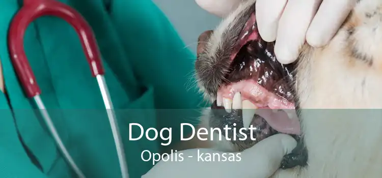 Dog Dentist Opolis - kansas