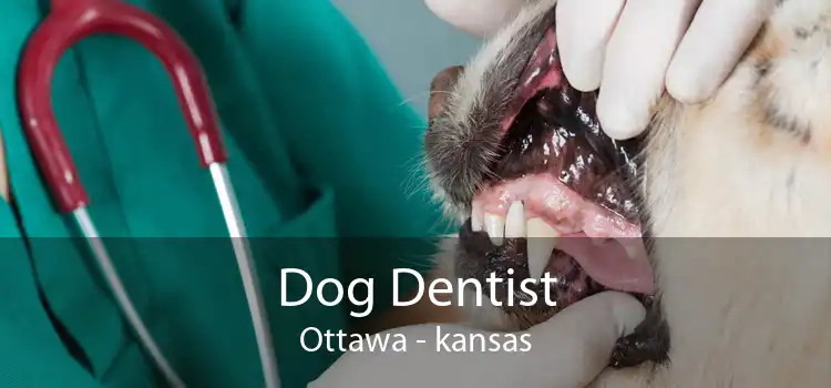 Dog Dentist Ottawa - kansas