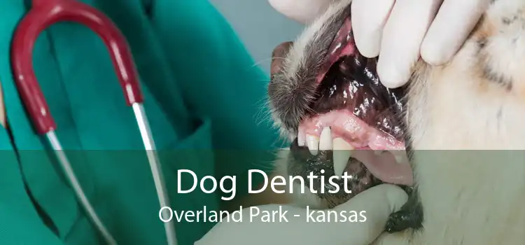 Dog Dentist Overland Park - kansas