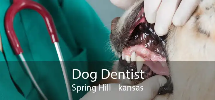 Dog Dentist Spring Hill - kansas
