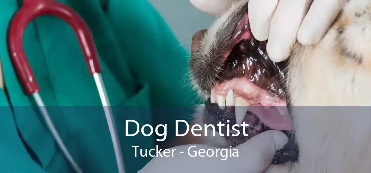 Dog Dentist Tucker - Georgia