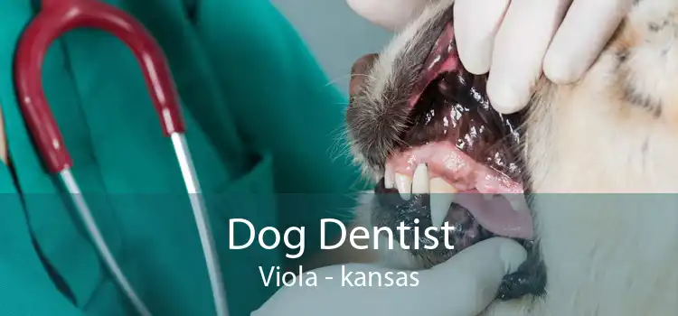 Dog Dentist Viola - kansas