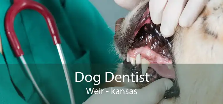Dog Dentist Weir - kansas