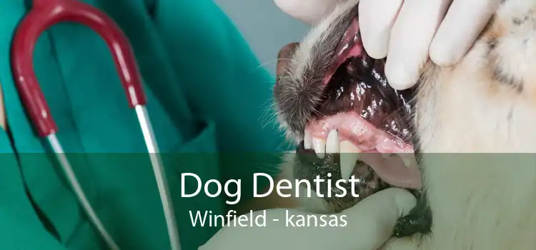 Dog Dentist Winfield - kansas