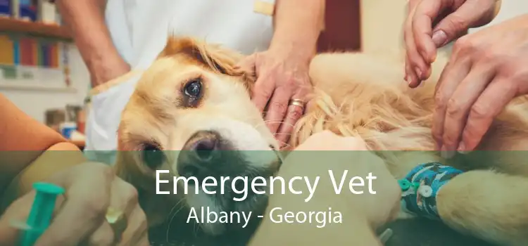 Emergency Vet Albany - Georgia