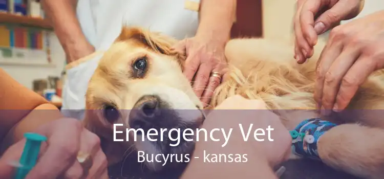 Emergency Vet Bucyrus - kansas