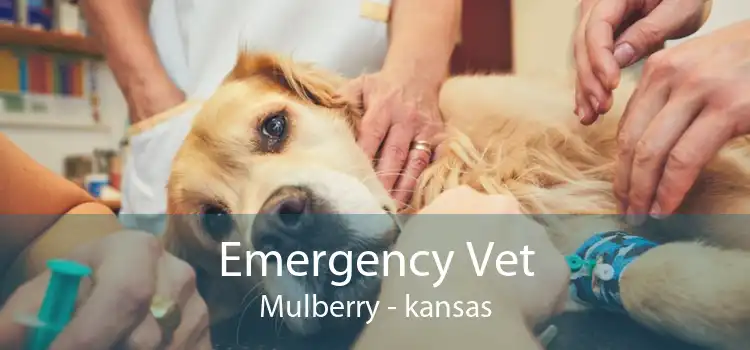 Emergency Vet Mulberry - kansas