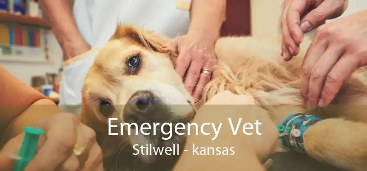 Emergency Vet Stilwell - kansas